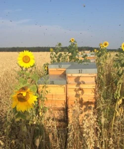 Biene auf einer Sonnenblume in der Imkerei Laubinger